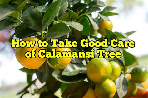  The Calamansi Tree! Exploring Themes of Generosity and Resourcefulness in a Forgotten Malaysian Folktale