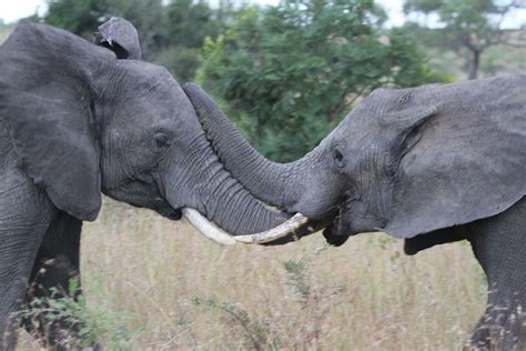  “The Quarrelling Elephants” - A Malaysian Folk Story That Will Teach You About Patience and Forgiveness!