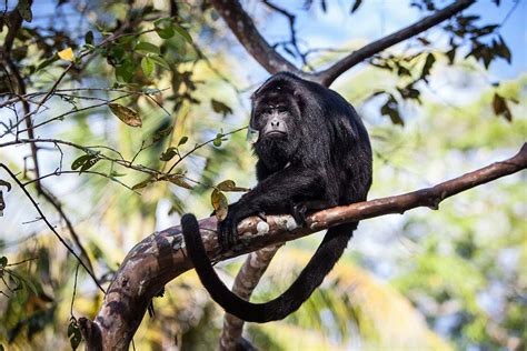  The Howler Monkey - An Ancient Tale from Mexico that Echoes Through Time!